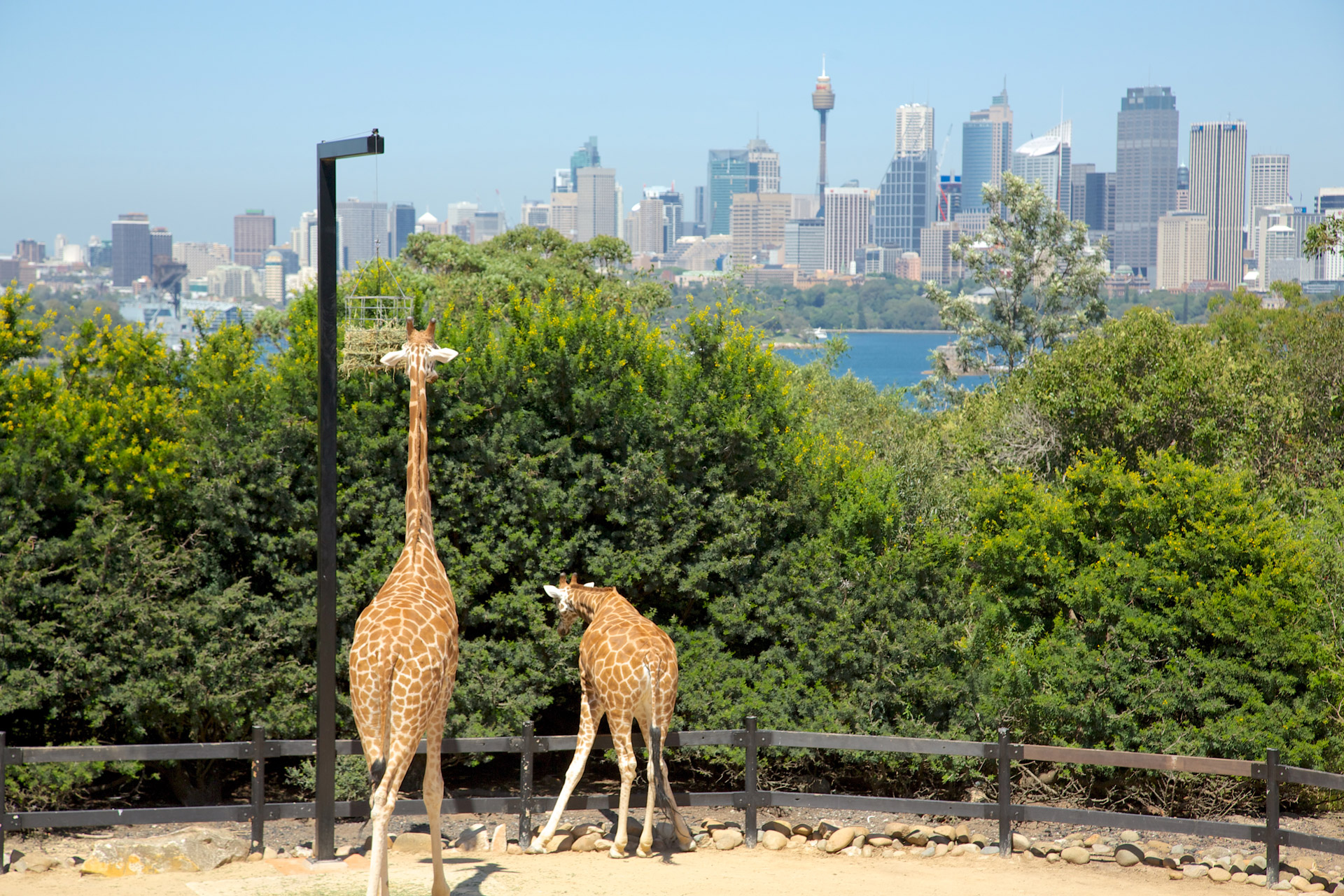 Ultimate Guide for Things to Do in Sydney: Travel Blog - Expedia Australia