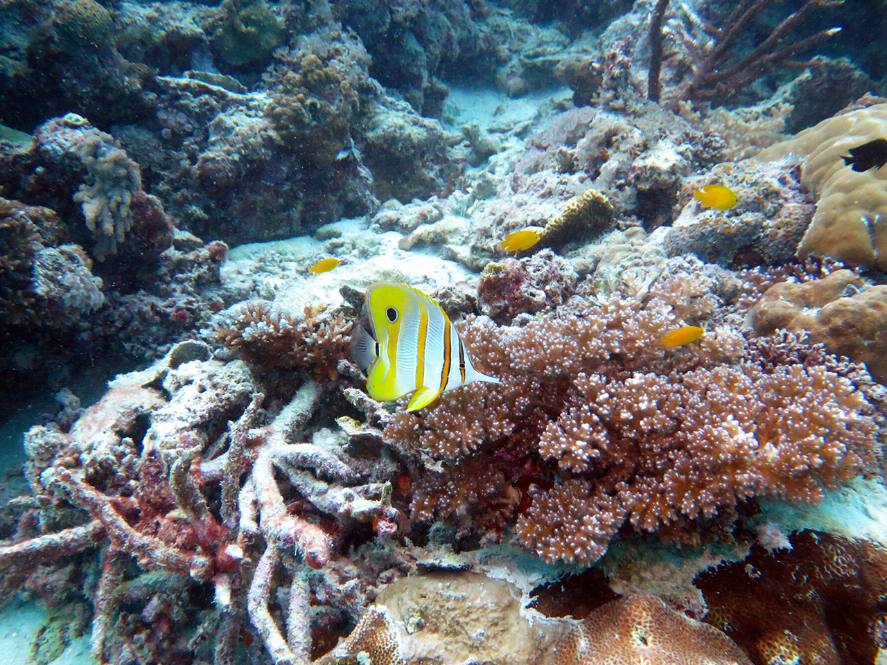 Whitsundays fish